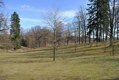 Platanus x hispanica - platan javorolistý - zimní habitus (73)